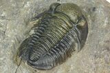 Two Detailed Gerastos Trilobite Fossils - Morocco #376924-5